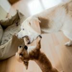 Kundenfeedback Problemhund Ida