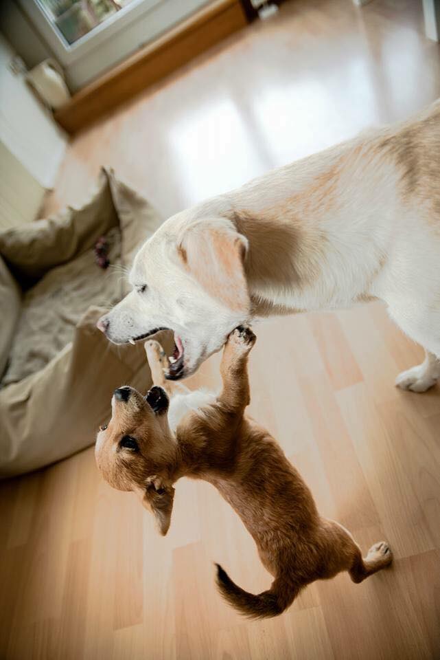 Kundenfeedback Problemhund Ida