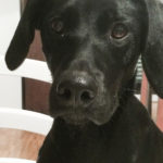 Kundenfeedback Hund Josy