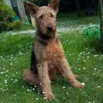 Kundenfeedback Problemhund Puck