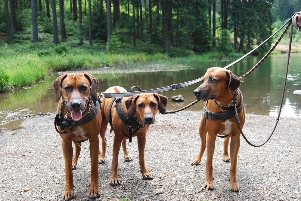 Kundenfeedback 3x Ridgebacks
