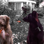 frodo und phil in der Hundeschule Zehengaenger