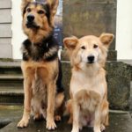Radu und LeeLee in der Hundeschule