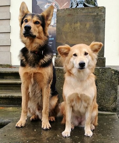 Radu und LeeLee in der Hundeschule