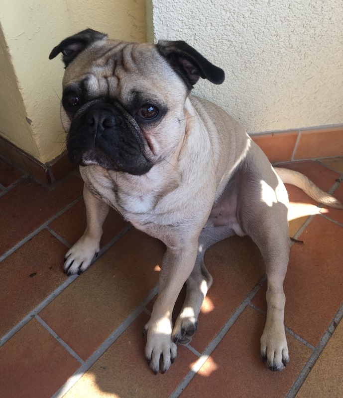 Hundeschule Rezension Zehengänger Balu