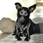 Emma in der Hundeschule Zehengaenger