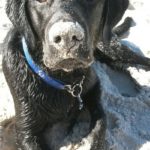 Kundenfeedback Bodi 03 - Hundetraining Zehengänger Isernhagen