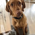 Kundenfeedback Leopold - Hundetraining Zehengänger Isernhagen