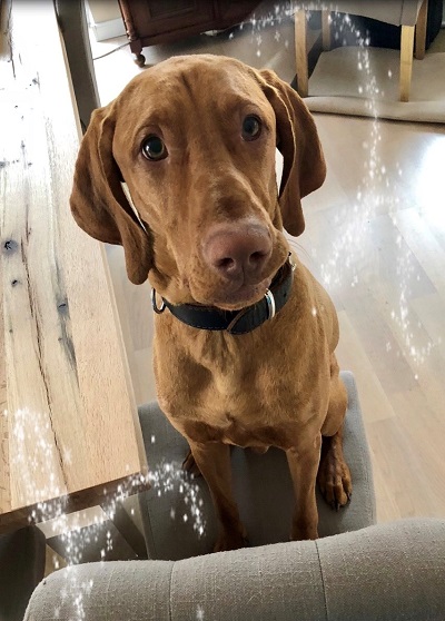 Kundenfeedback Leopold - Hundetraining Zehengänger Isernhagen