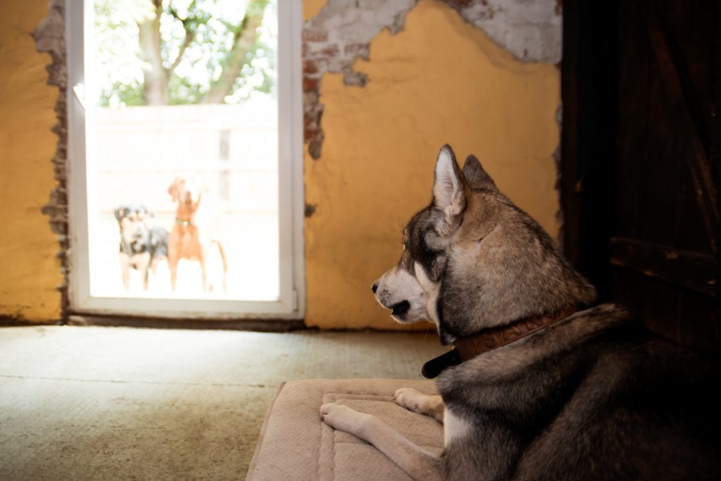 Einzelunterbringung bei unverträglichen Hunden Hundepension Zehengänger - Einzelunterbringung bei unverträglichen Hunden ist kein Problem