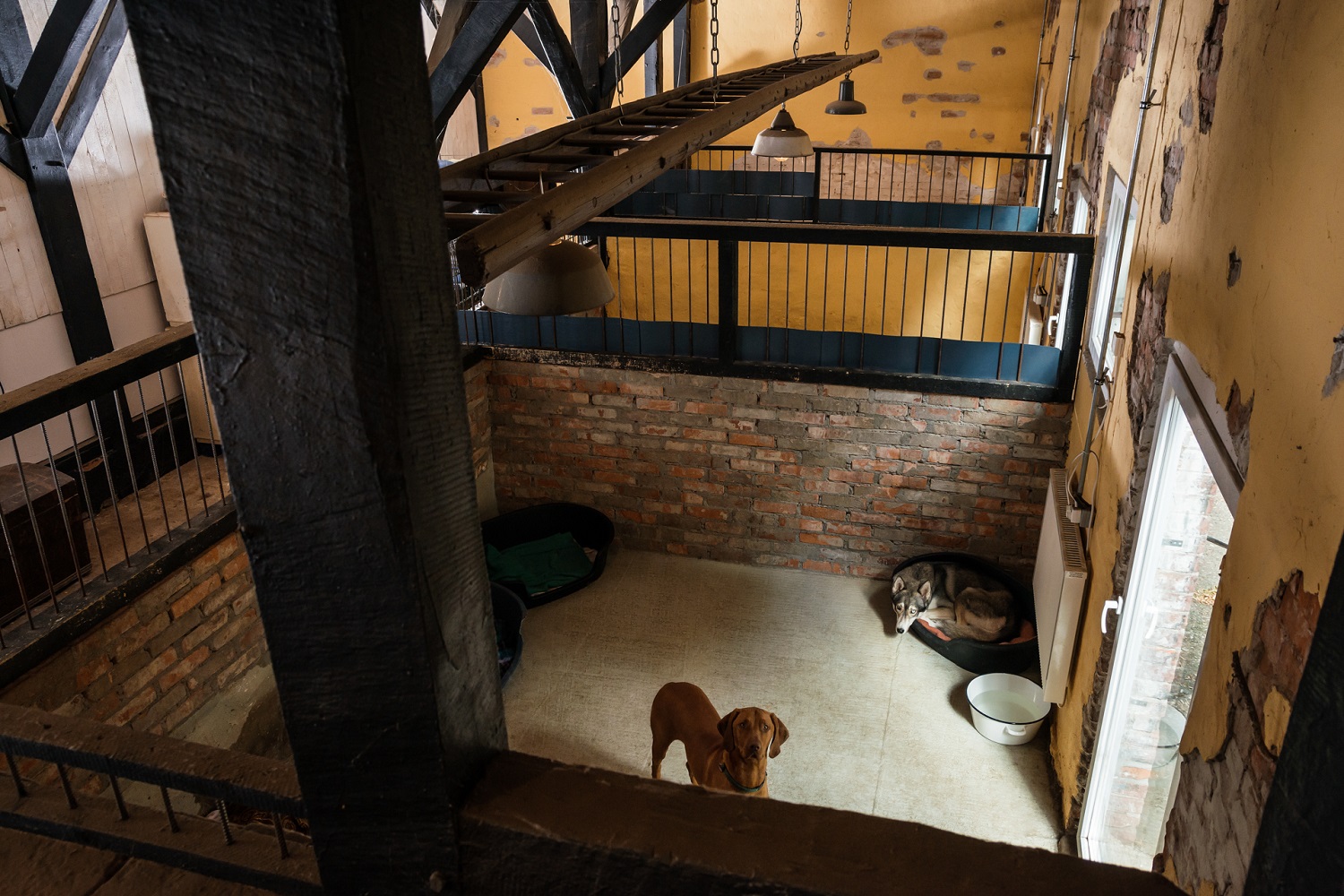 Die Hundepension Zehengänger von Oben