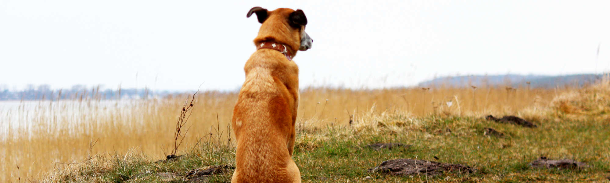 Hund sitzt am Ufer - Trainingsablauf beim Hundetraining Zehengänger