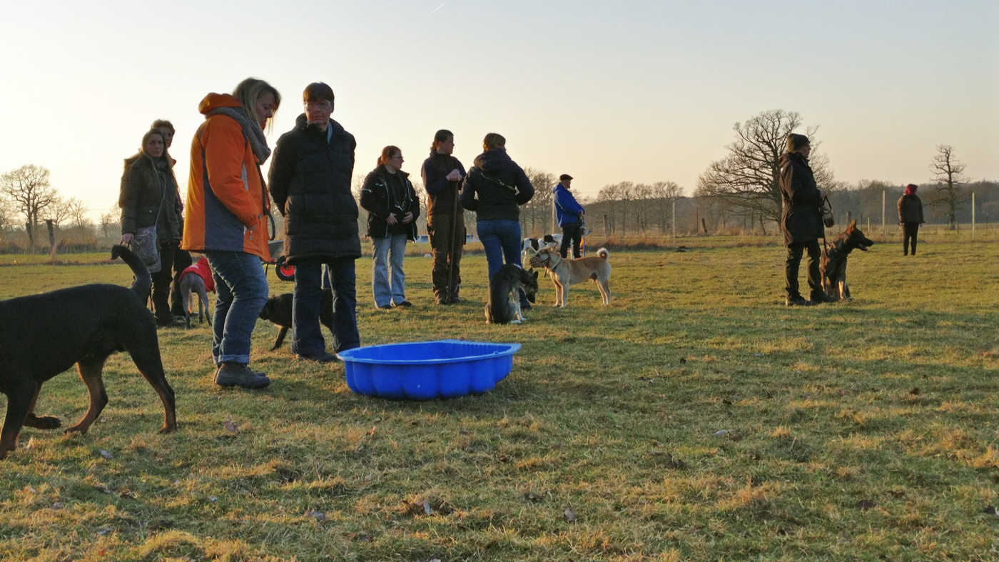 Trainingsgruppe beim Zehengänger Hundetraining in Isernhagen