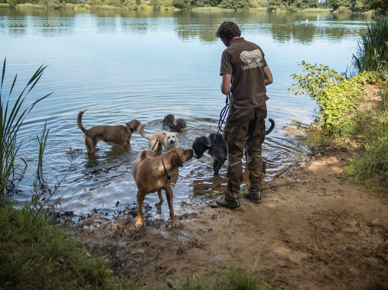 Axel Wöhler mit Hunden der Tagesbetreuung am See Axel Wöhler mit Hunden der Tagesbetreuung am See
